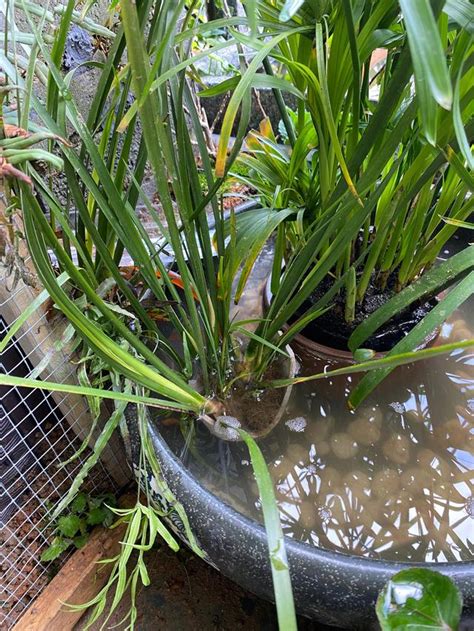 水 種 植物 養魚